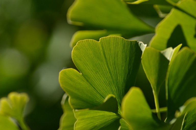 Goethe – Gingo biloba