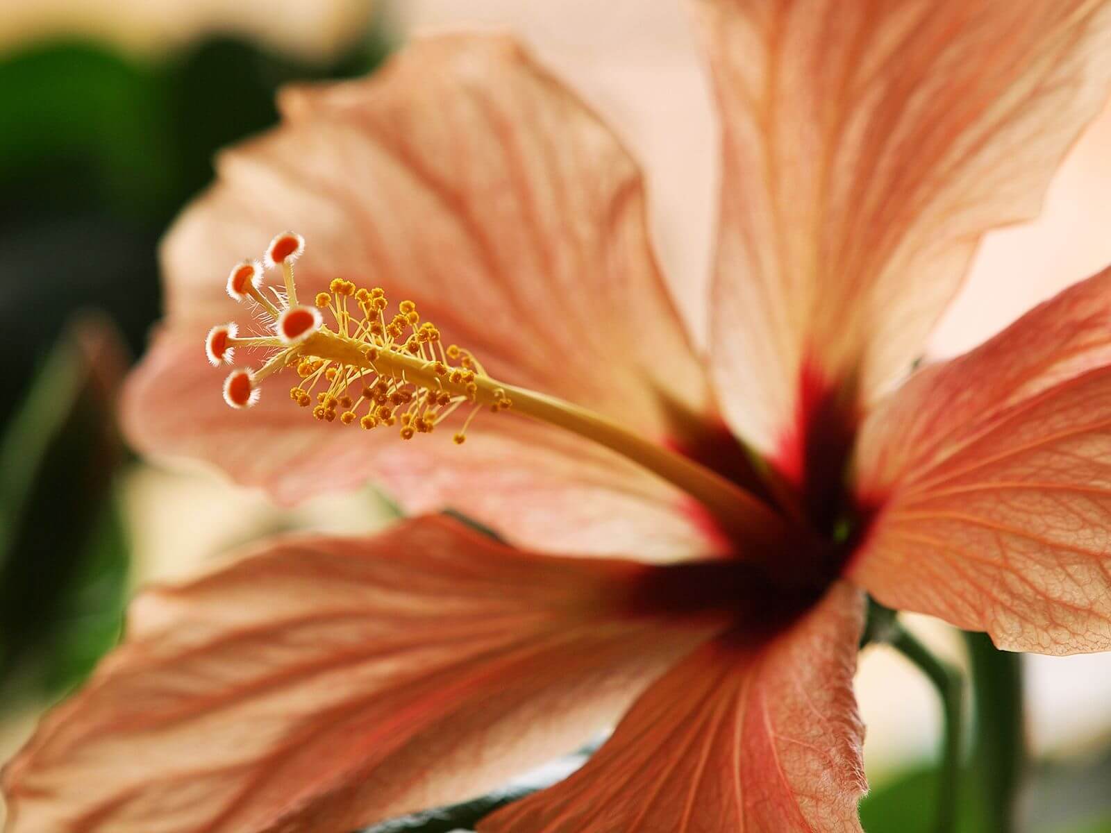 Hibiscus Showy Edible Flowers And Cultural Significance Eat The Planet