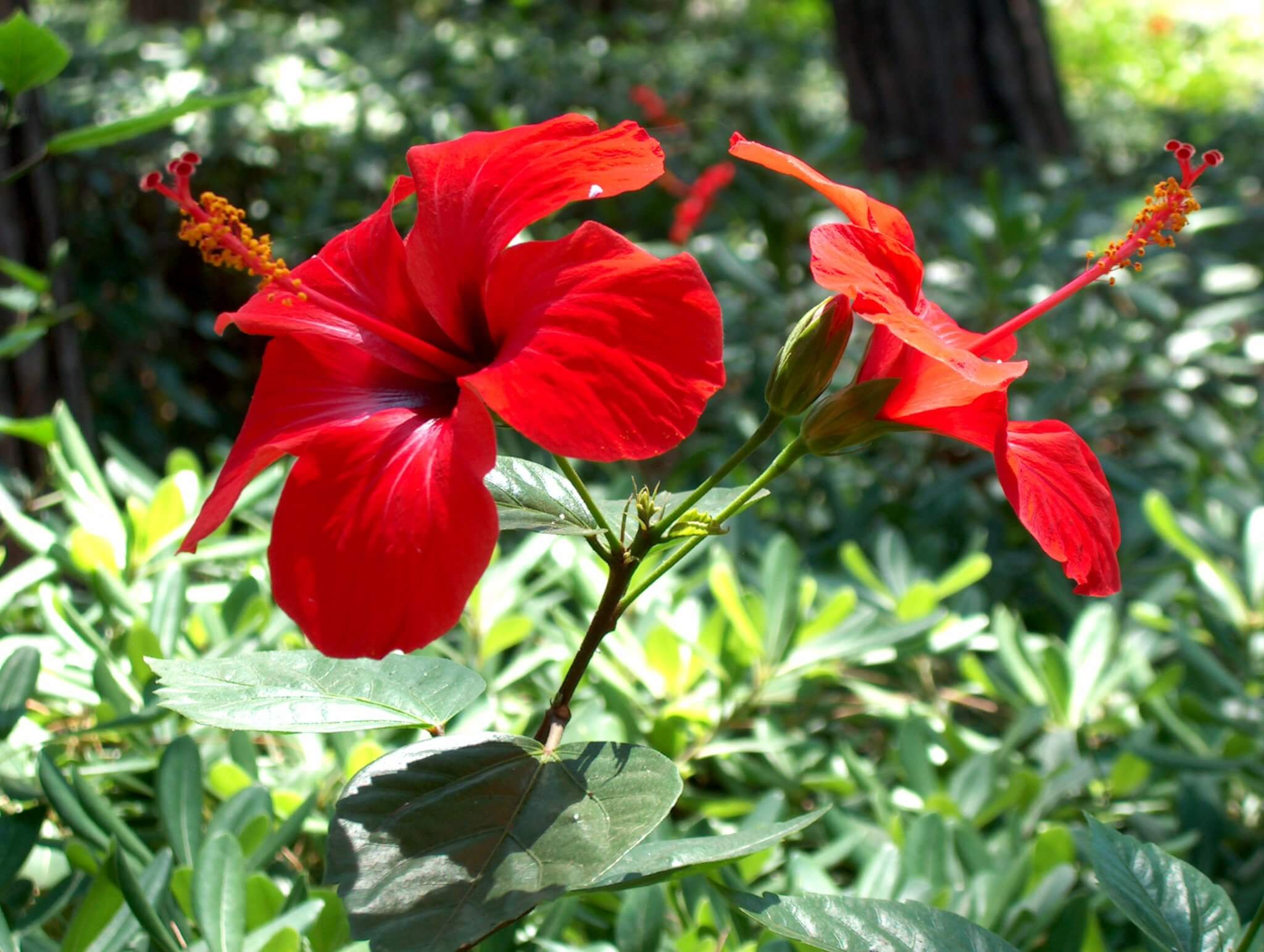 Hibiscus, Showy Edible Flowers and Cultural Significance - Eat The Planet