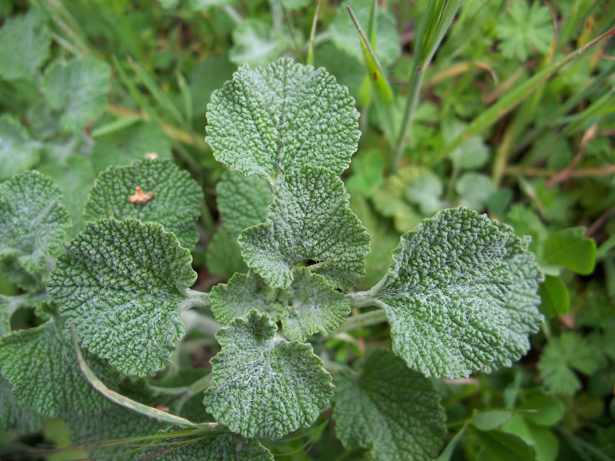 horehound, a weed to some a treat to others - eat the planet