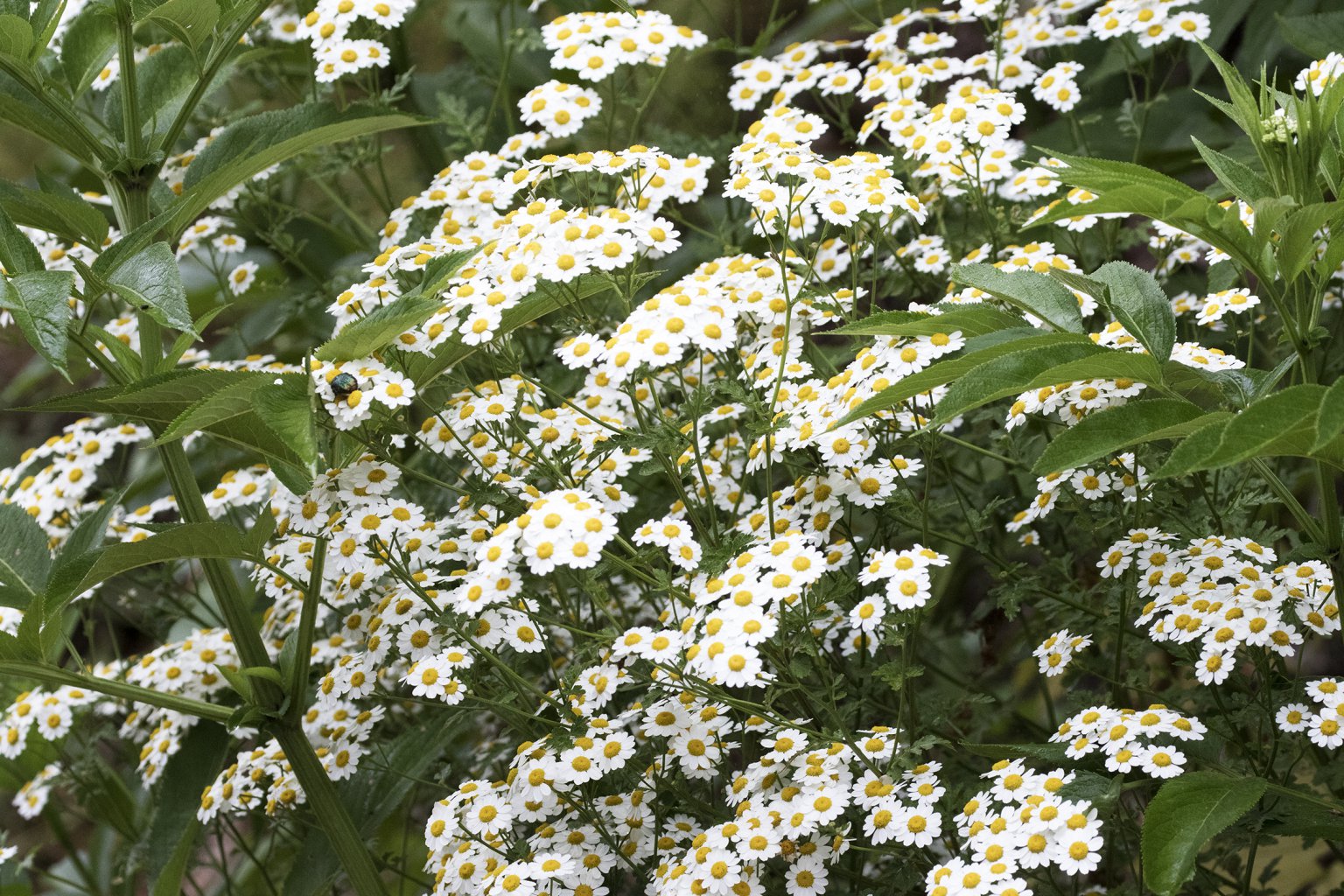 Feverfew, A Cheerful Plant with Headache Curing Abilities