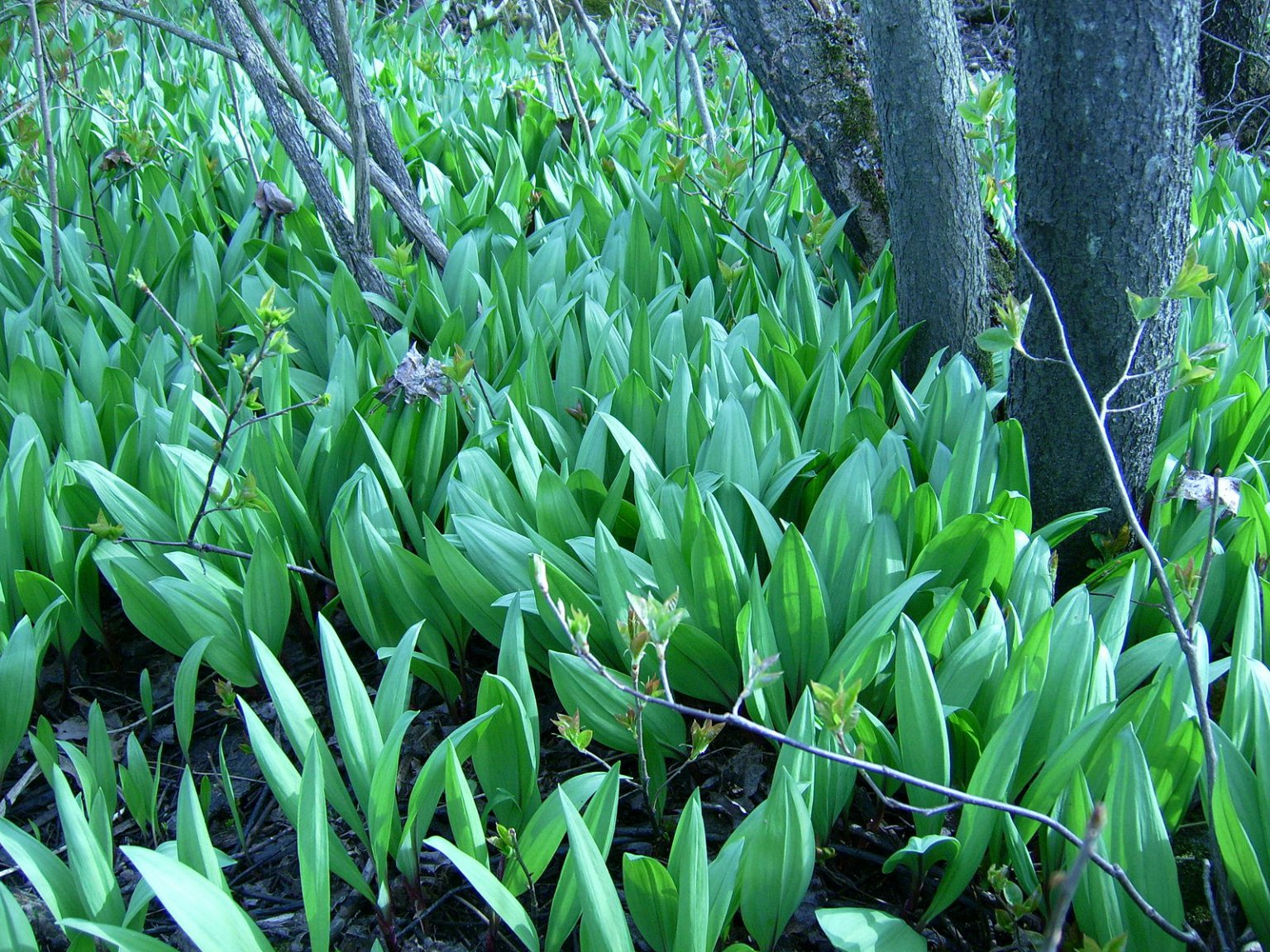 Wild Leek, Wildly Popular with Sustainable Foraging a Must Eat The