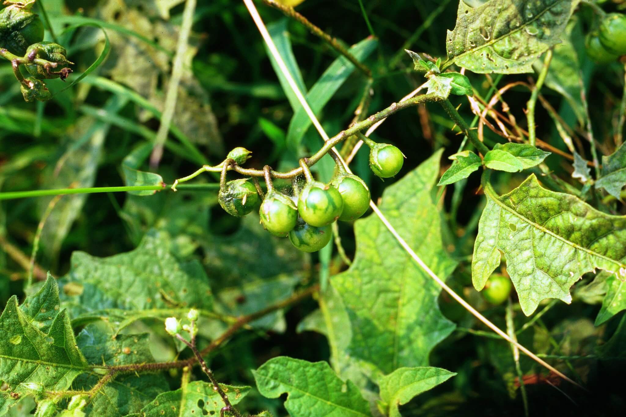 Poisonous Relatives of Tomatoes and Potatoes - Eat The Planet