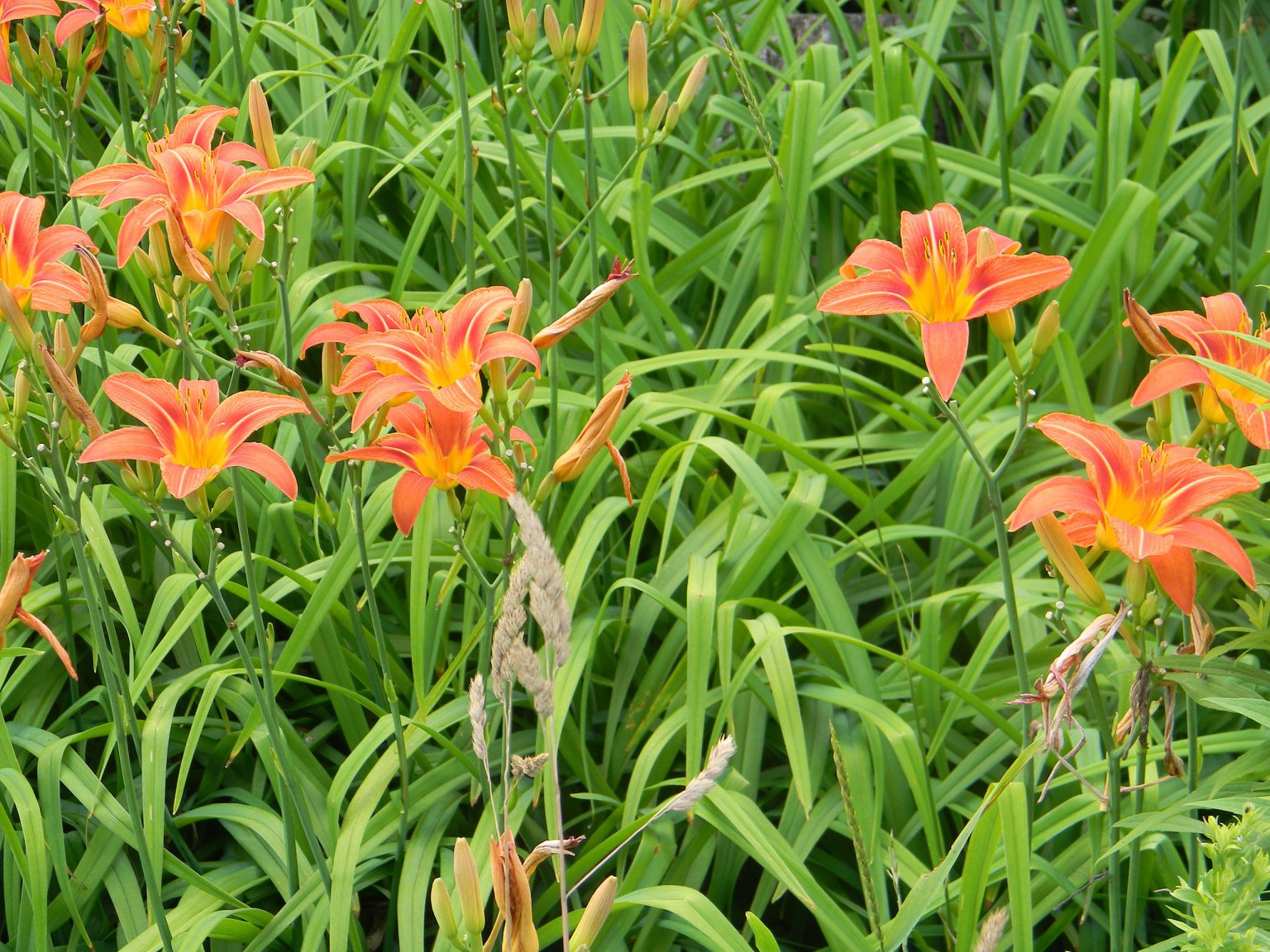 Day Lily, an Ornate and Versatile Edible Eat The