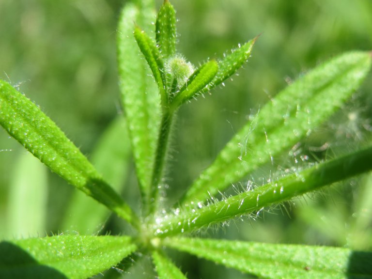 Cleavers Bedstraw, an Edible Weed with a Diverse History Eat The