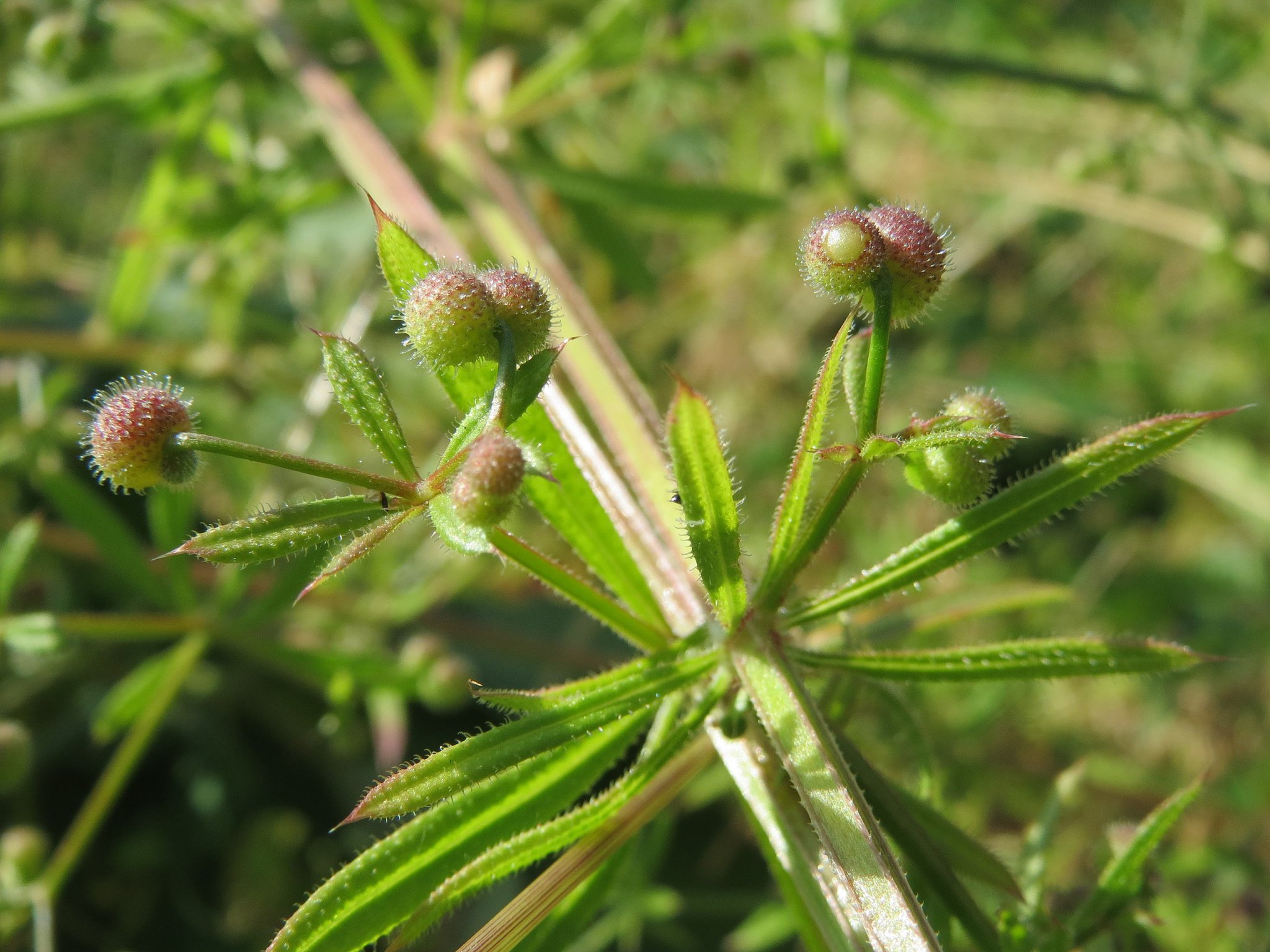 Cleavers Bedstraw, an Edible Weed with a Diverse History Eat The