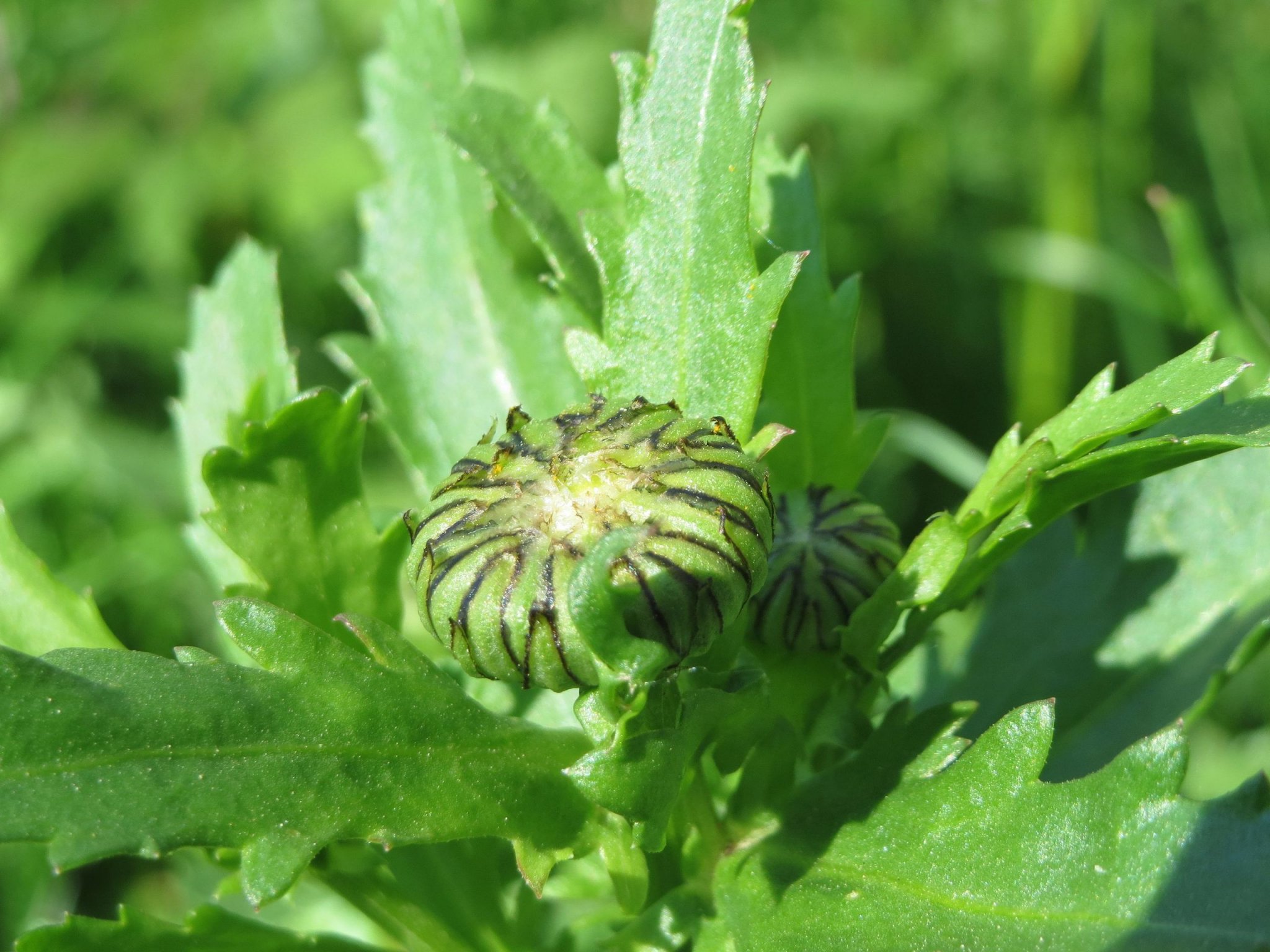 Oxeye daisy, Simple Beauty with Edible Leaves and Flowers Eat The