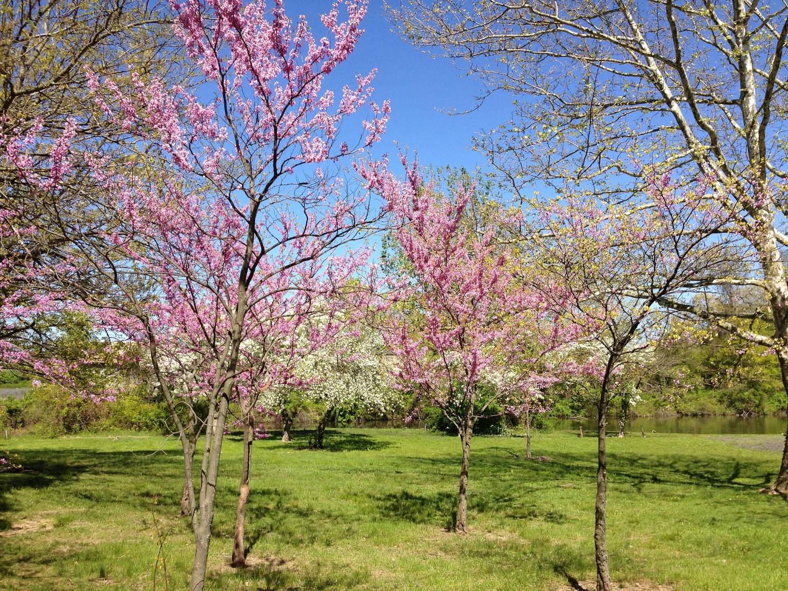Redbud, a Bold and Beautiful Tree with Edible Flowers Eat The