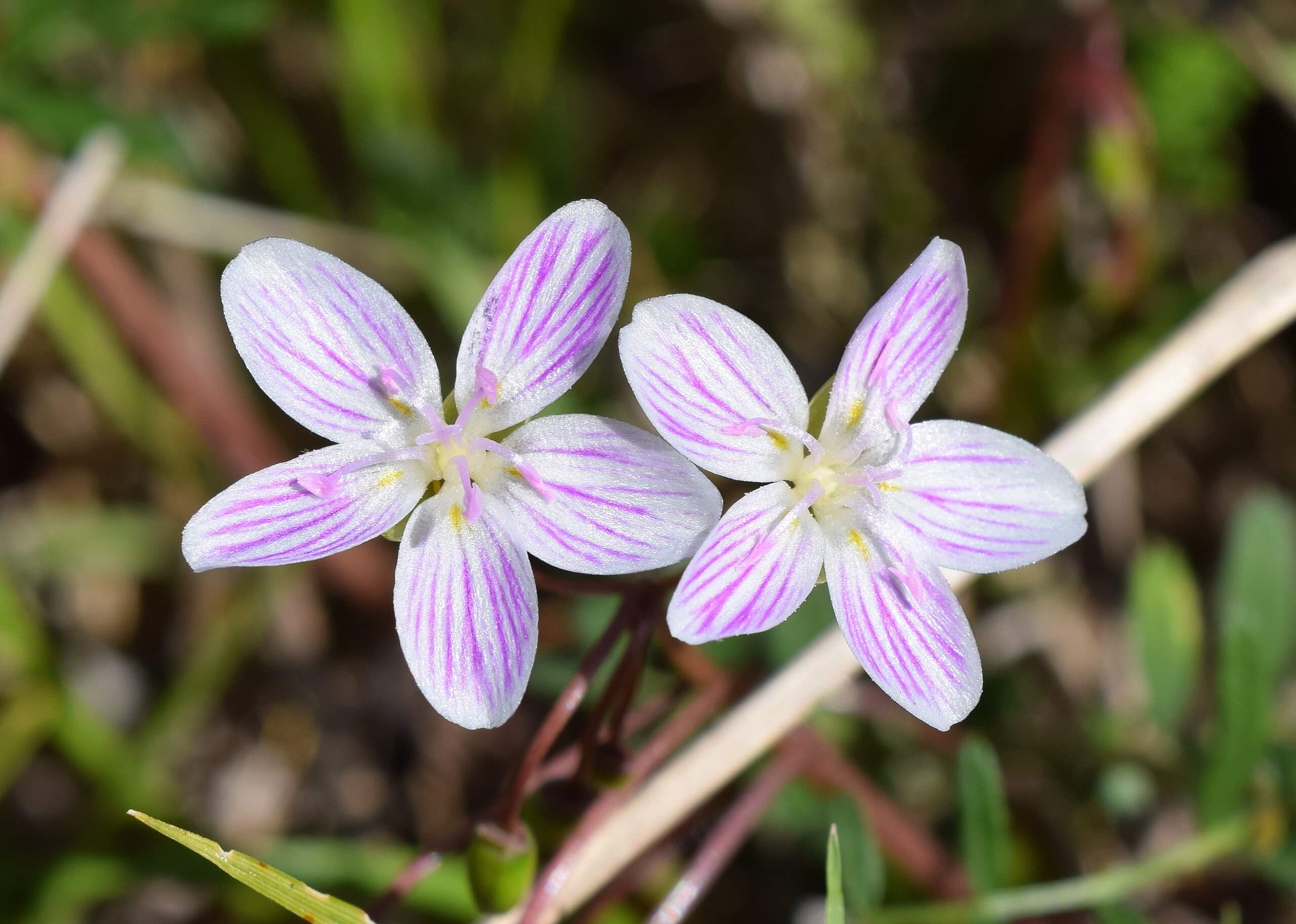 Spring Beauty Dainty Flowers And A Tasty Potato Alternative Eat The 