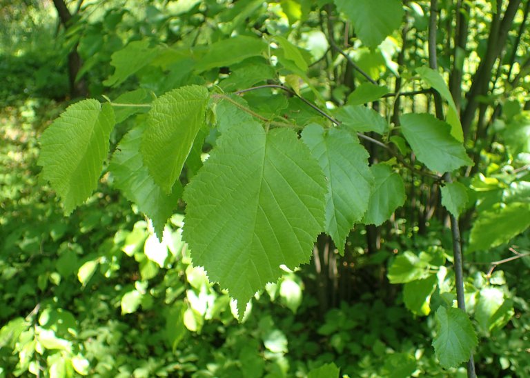 Hazelnuts, A Wild Favorite for Many Foragers - Eat The Planet