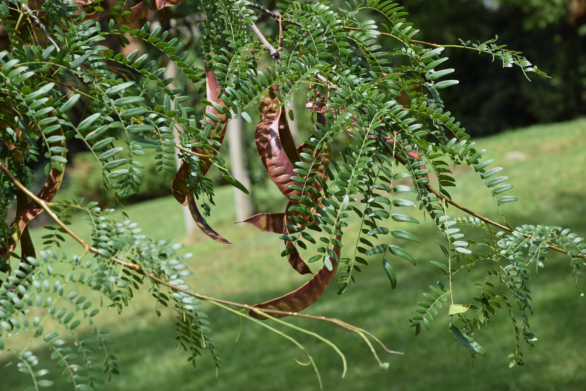 Honey Locust, Menacing Thorns Protecting a Sweet Treat Eat The