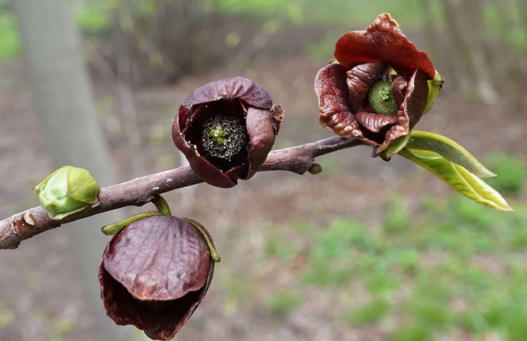 Pawpaw A Re Emerging Wild Fruit Favorite Eat The Planet