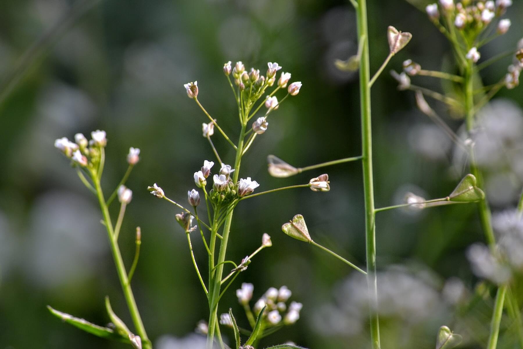 Shepherd's Purse – Capsella bursa-pastoris | Red Road Herbs - Your Path to  Health & Harmony