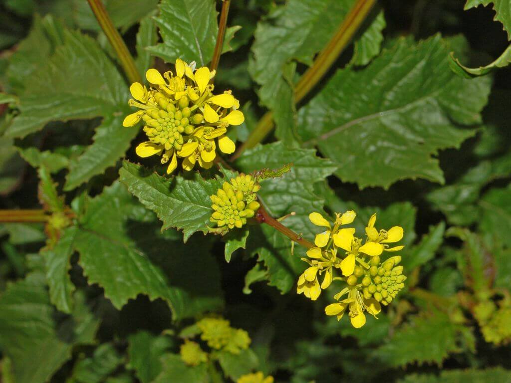 wild-mustard-an-abundant-edible-with-delicious-spice-eat-the-planet