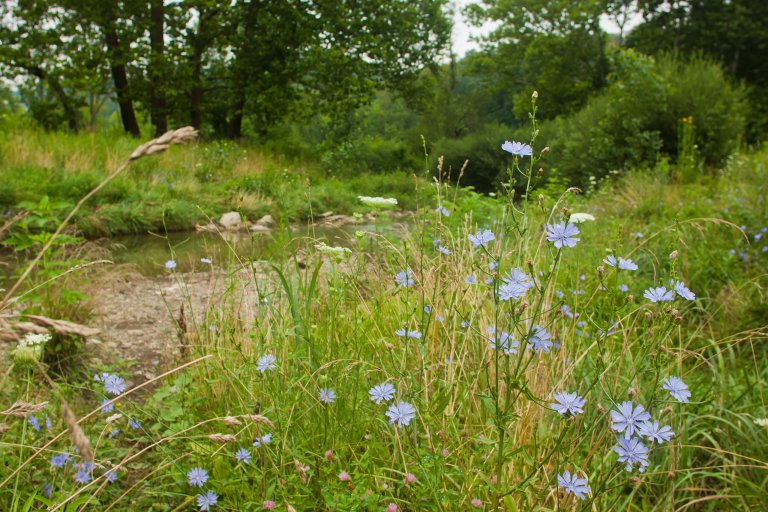 Chicory, a Tasty Potherb and Coffee Alternative - Eat The Planet
