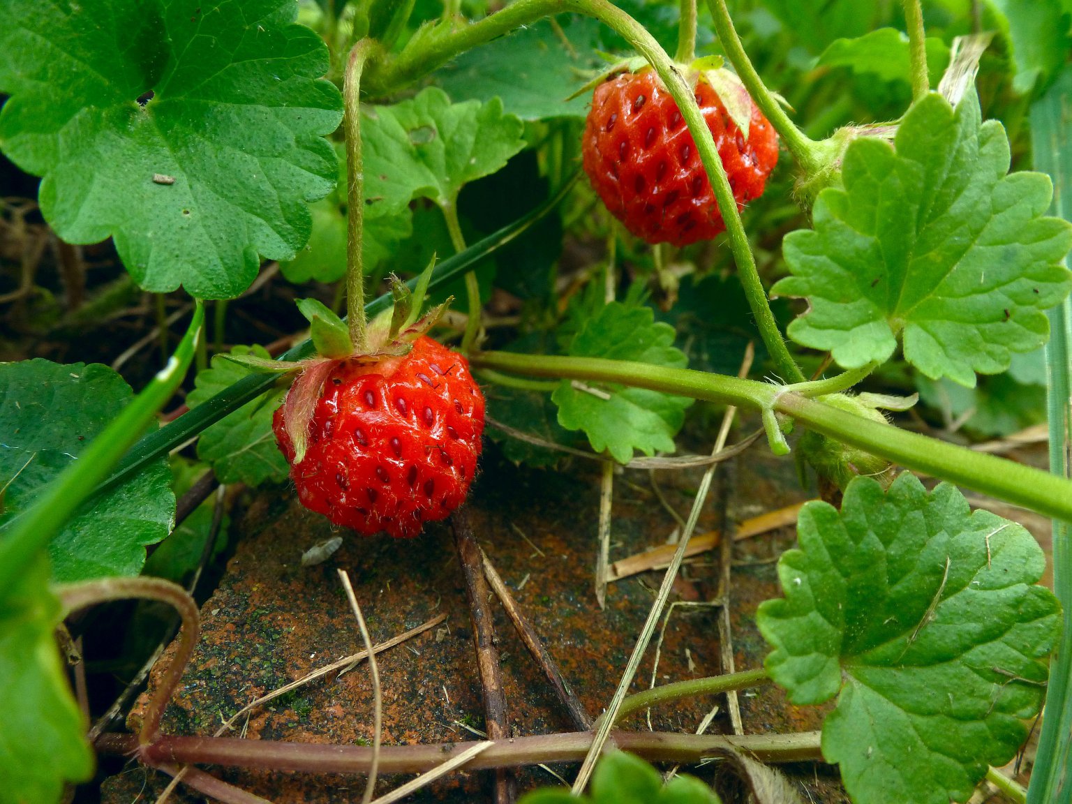 Wild Strawberry, an AgeOld and Fruitful Favorite Eat The