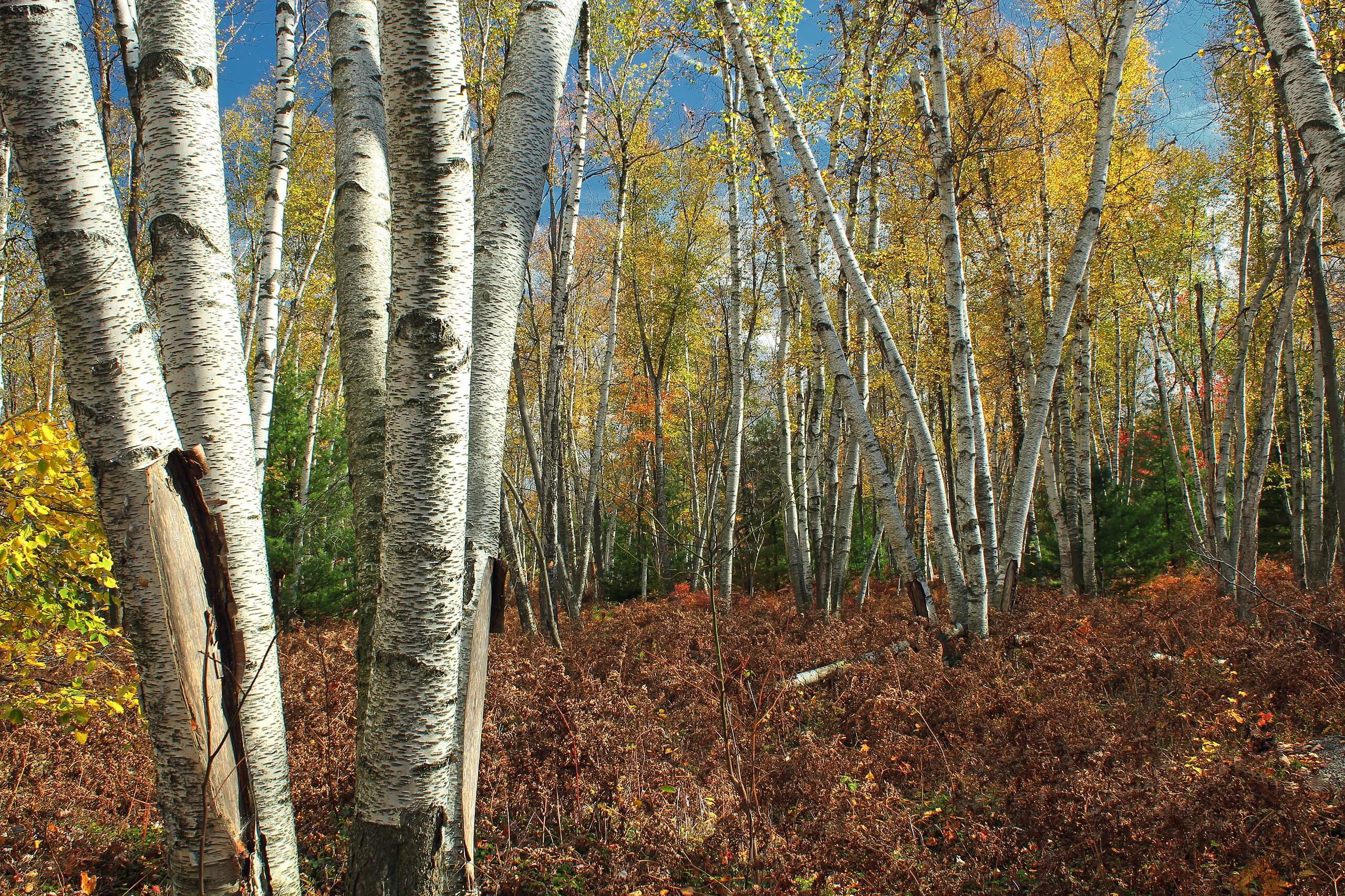 Paper Birch Trees: How To Safely Harvest Birch Bark