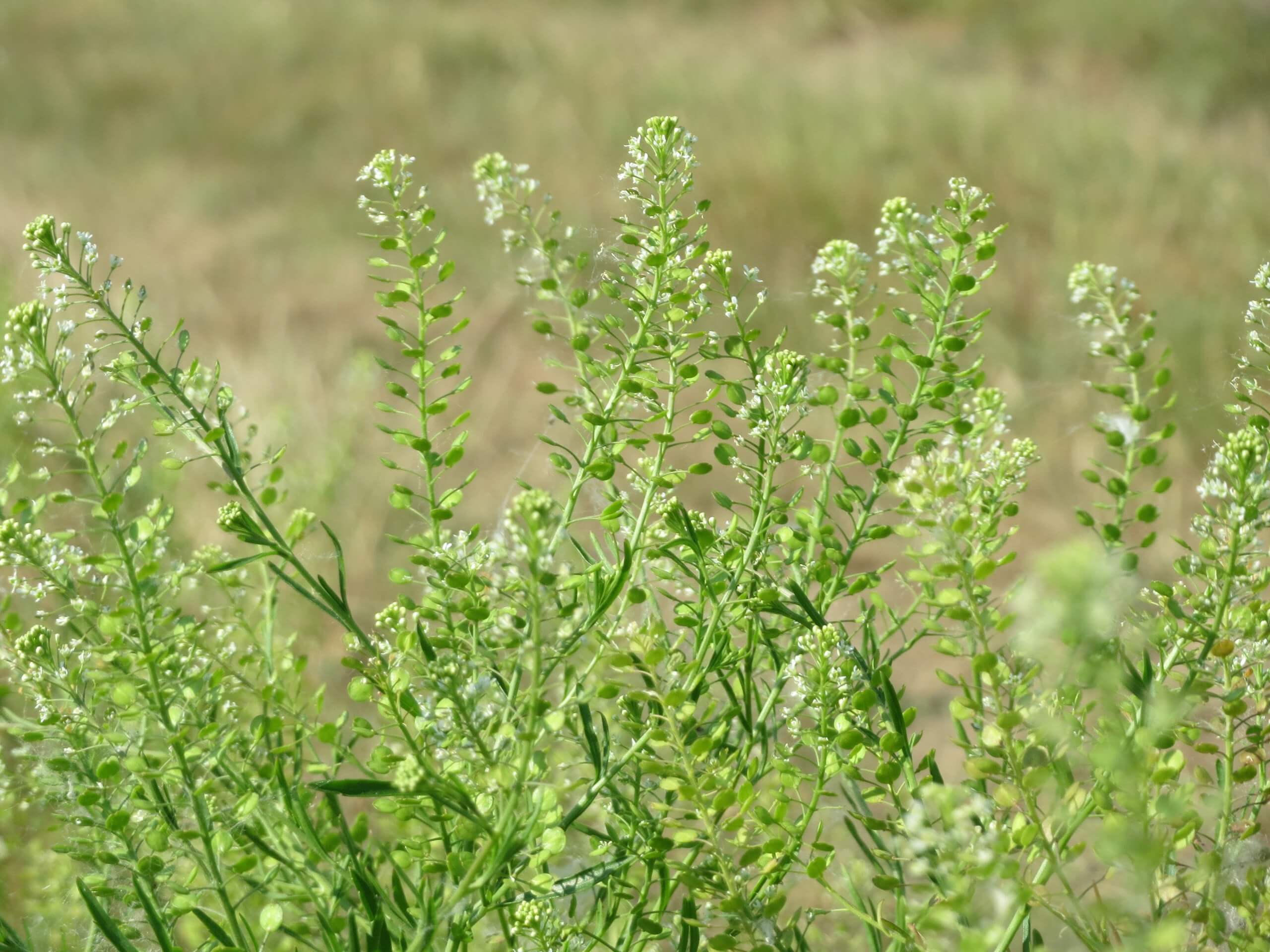 Peppergrass: Potent Pipsqueak - Eat The Weeds and other things, too