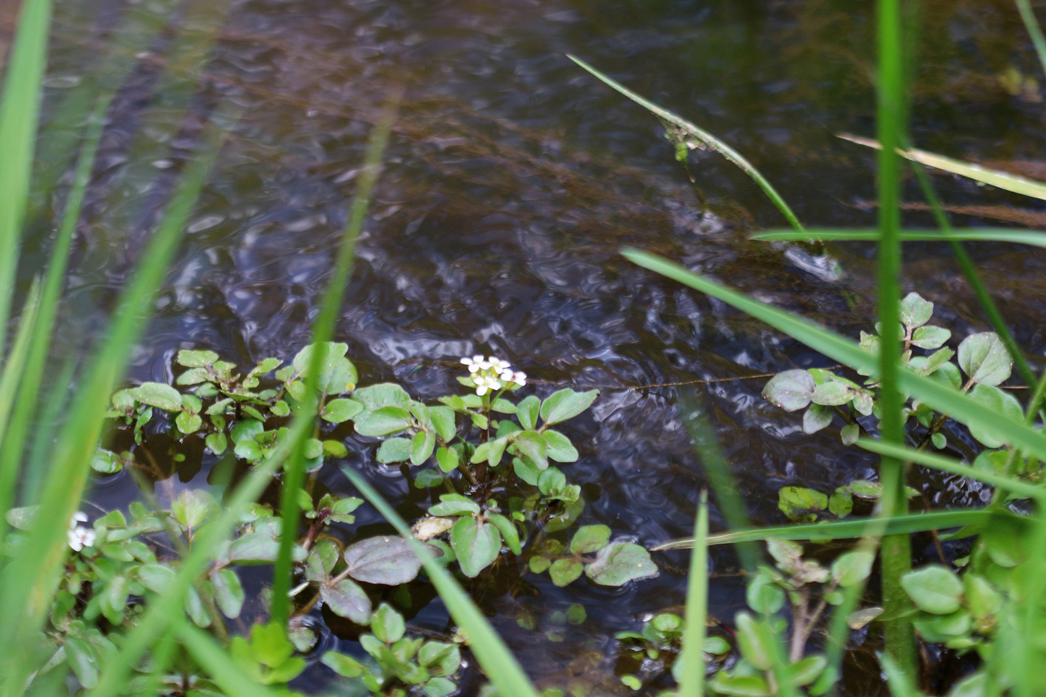 Watercress, A Peppery Wild Edible With Informed Foraging - Eat The Planet