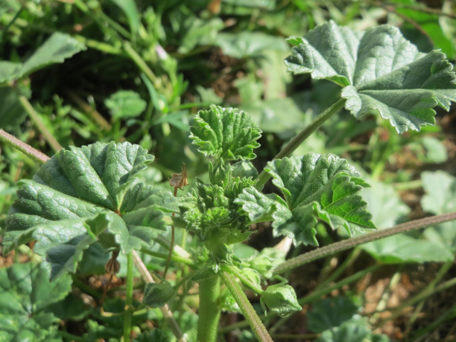 Common Mallow A Wild Edible Often Found In Lawns Eat The Planet