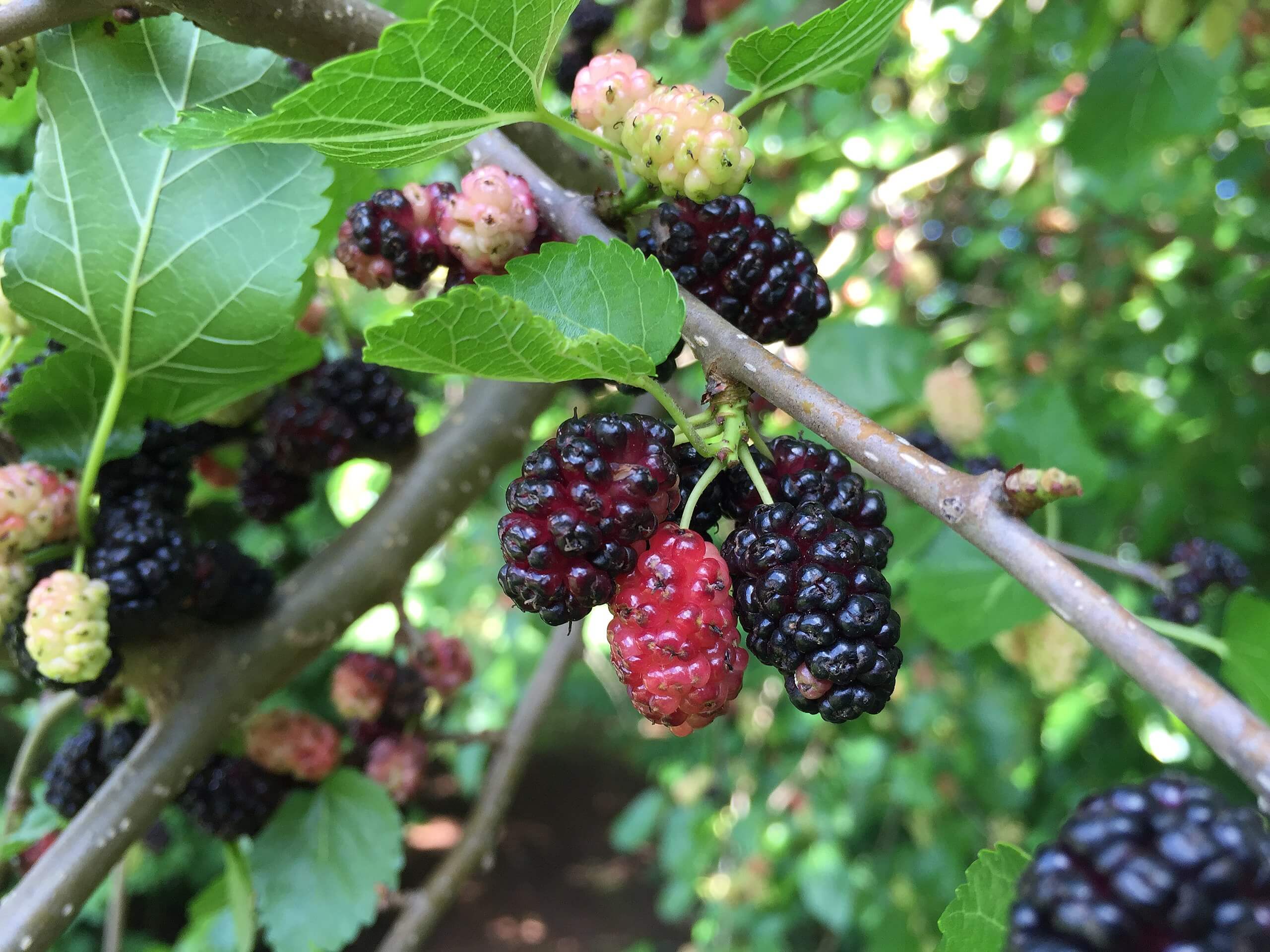 berries images