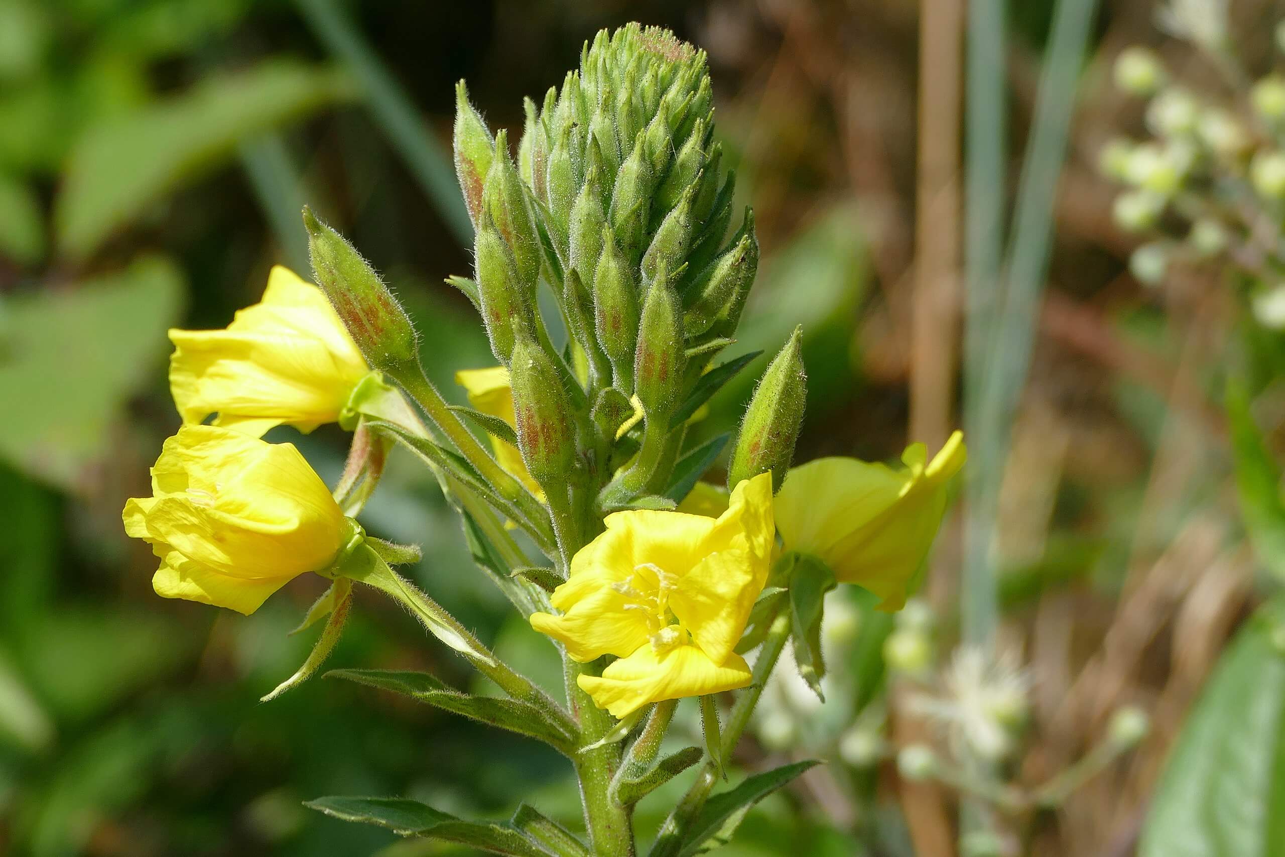 Evening Primrose A Nutritious And Medicinal Garden Favorite Eat The 