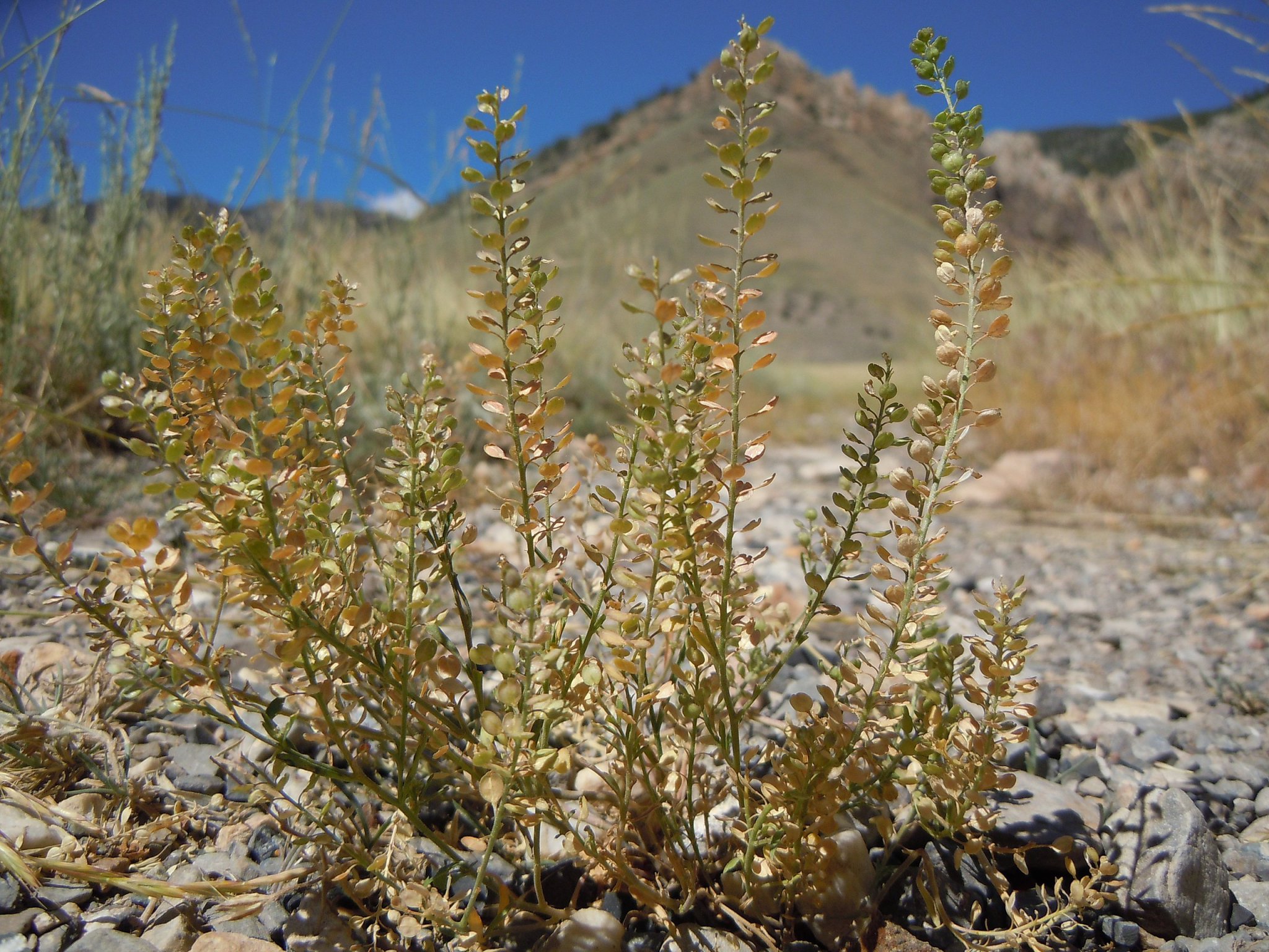Peppergrass, Abundant and with a Delicious Peppered Flavor Eat The