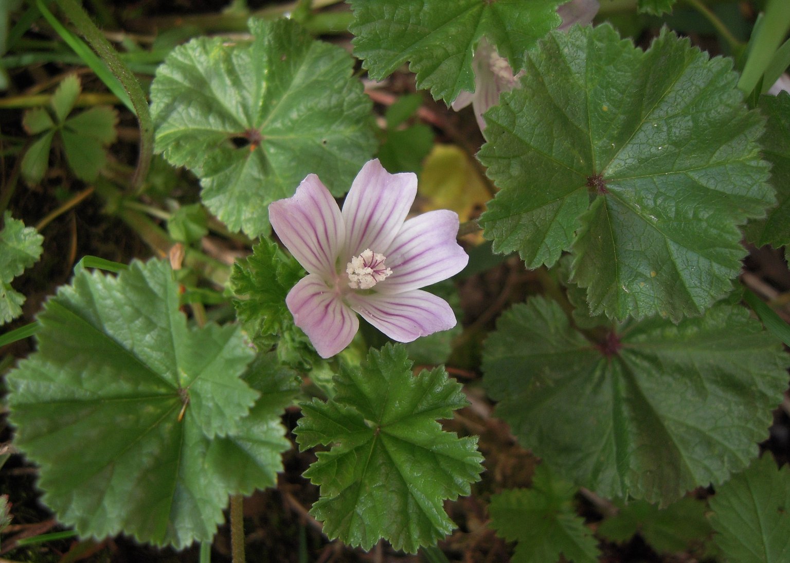 Common Mallow, a Wild Edible Often Found in Lawns - Eat The Planet