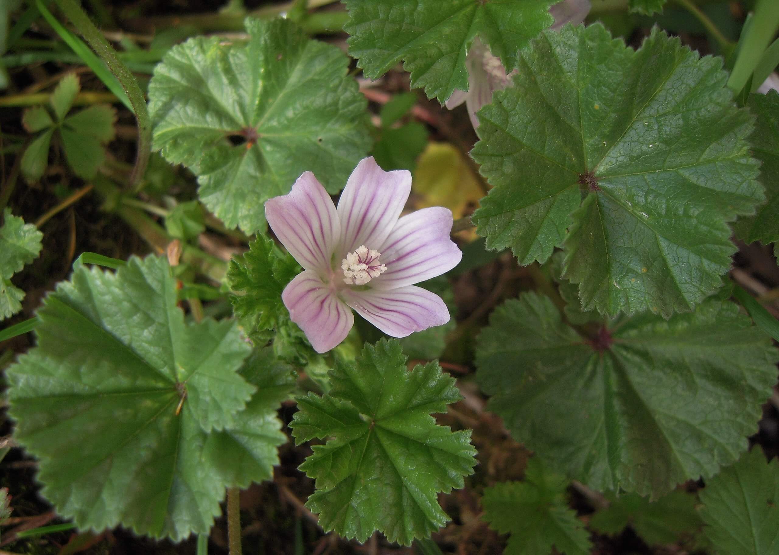 Common Mallow, a Wild Edible Often Found in Lawns Eat