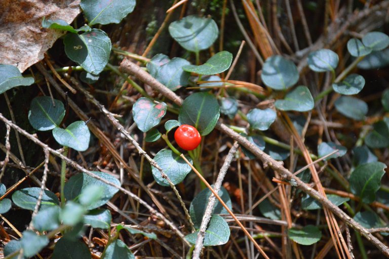 Partridge Berry, a Nutritious Trailside Treat Eat The