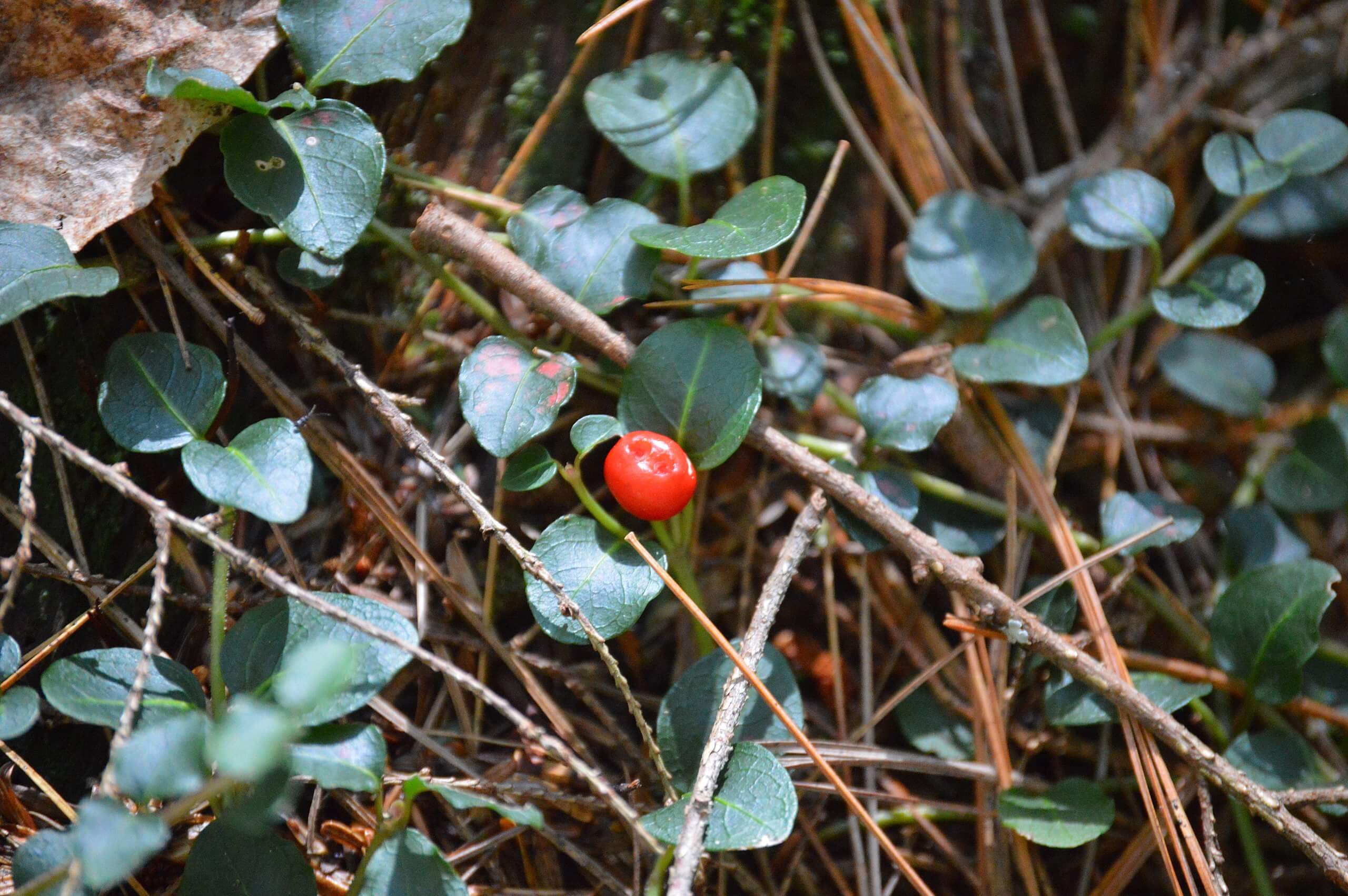 Partridge Berry, a Nutritious Trailside Treat - Eat The Planet