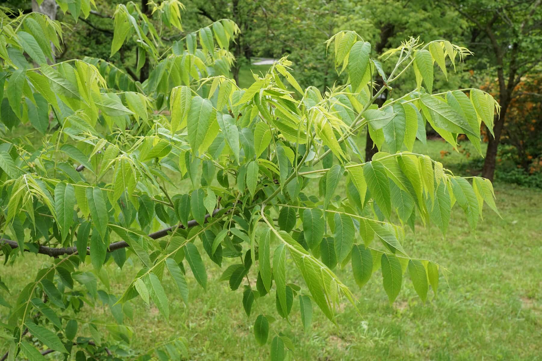 Black Walnut, Grandiose and Medicinally Valuable Eat The