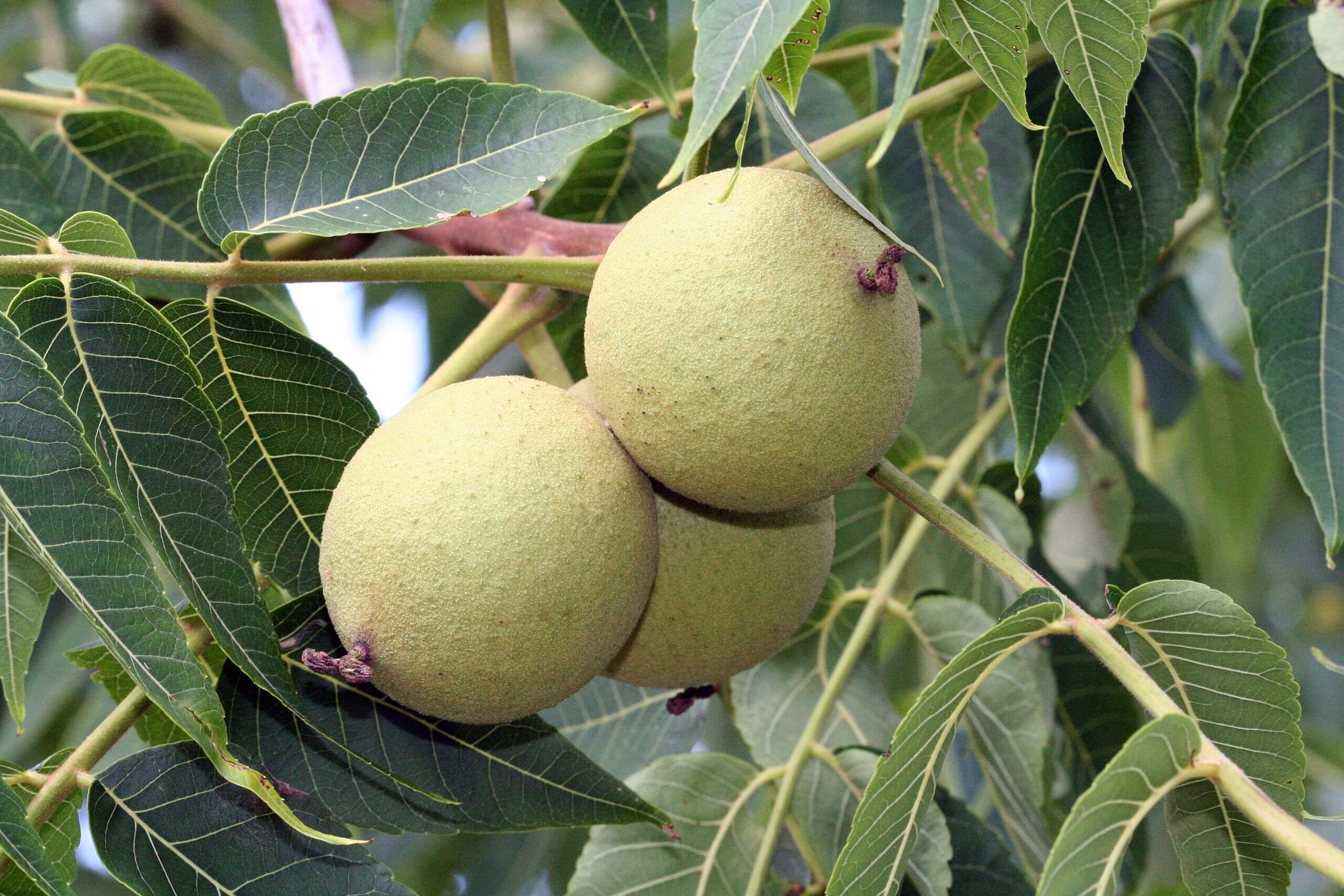 Black Walnut Tree Fruit Black Walnut Tree Fruit