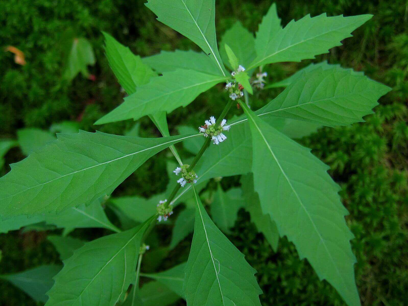 Bugleweed, Wild Edible And Alternative Herbal Remedy - Eat The Planet