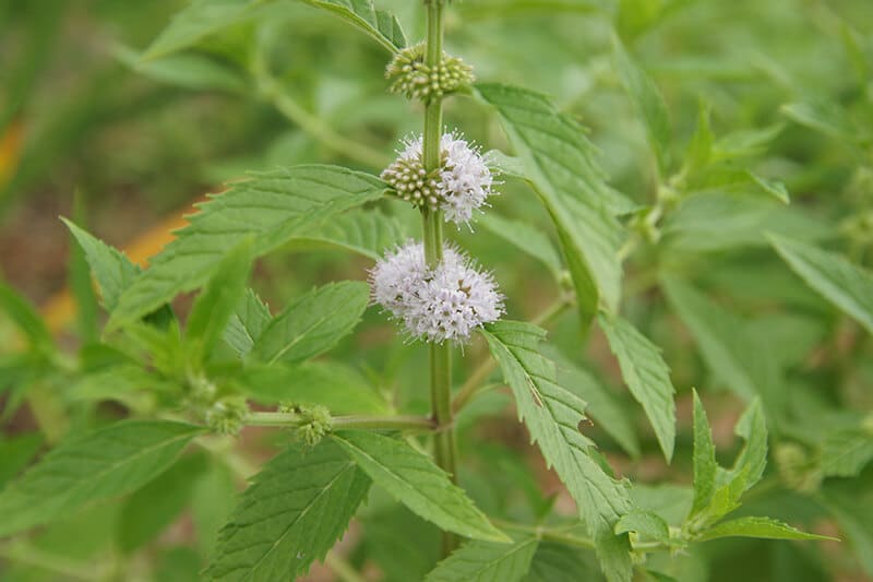 Native Wild Mint Tea