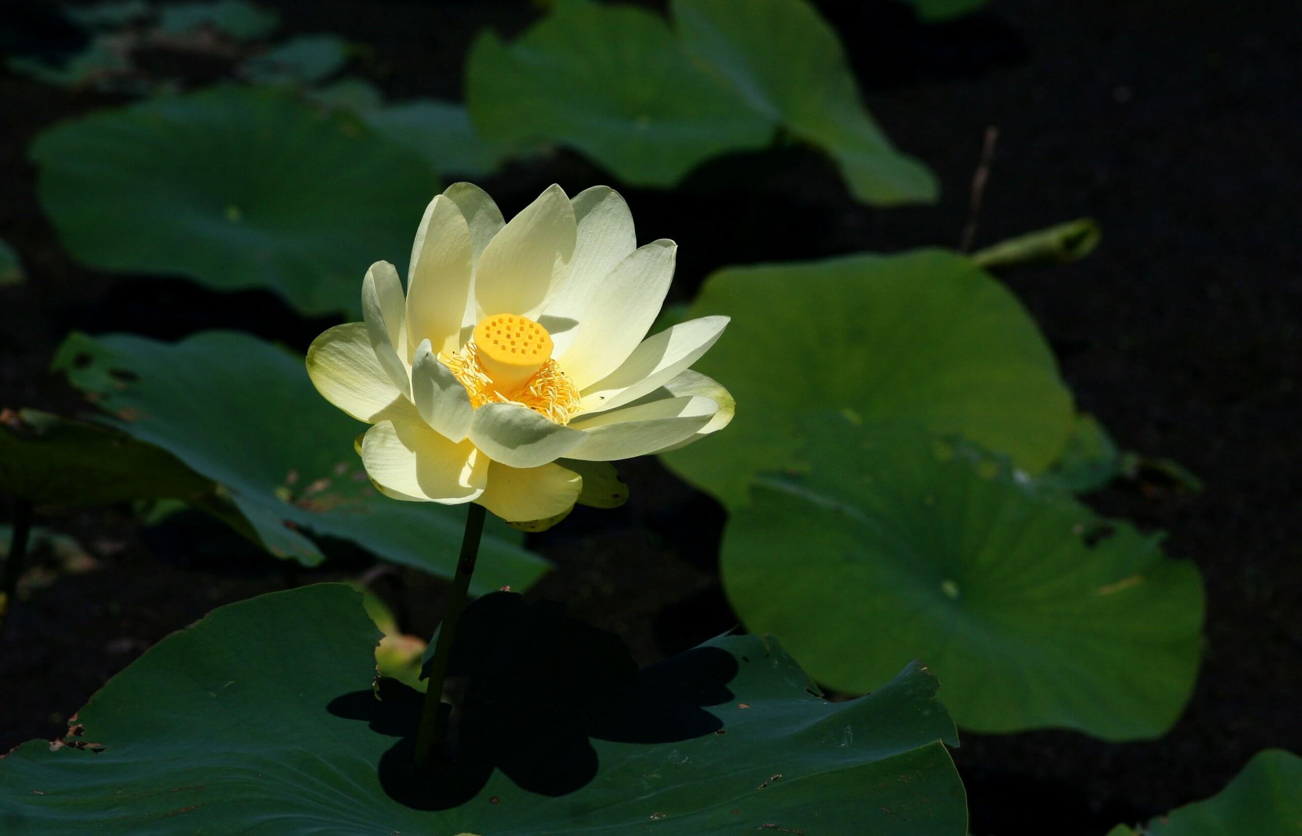 American Lotus Seeds