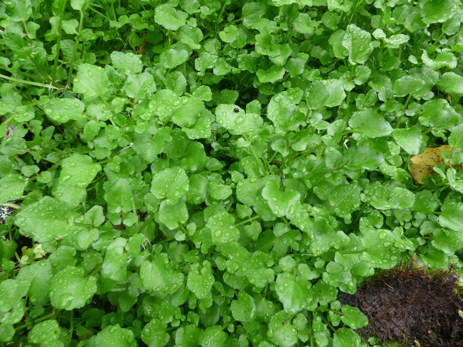 Watercress, A Peppery Wild Edible With Informed Foraging - Eat The Planet