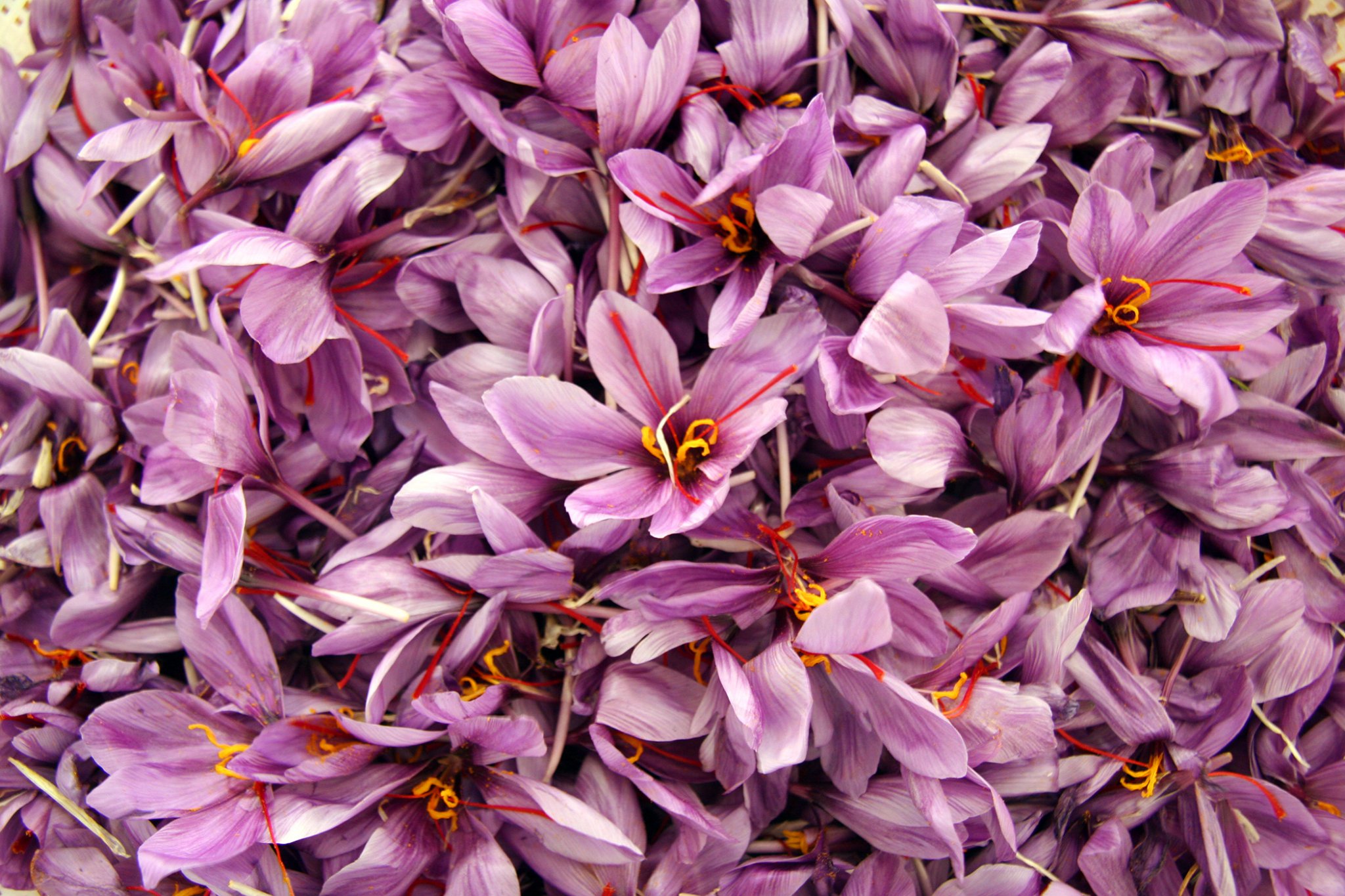 Saffron, a Highly Prized Spice of Luxury and Healing - Eat The Planet