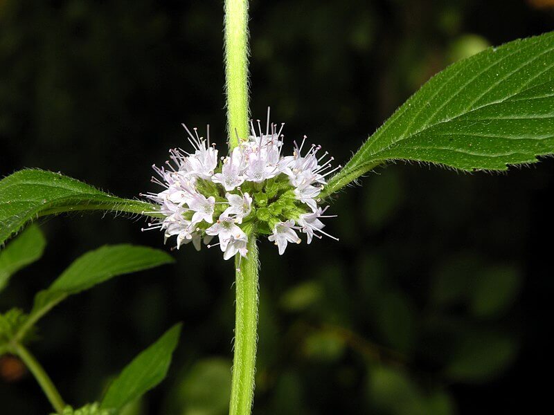 Mentha canadensis