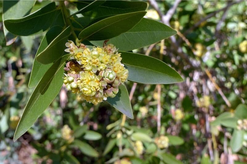 Wild Bay Leaf - Native American Plant