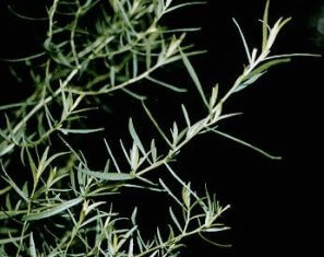 Tarragon - American Native Herb
