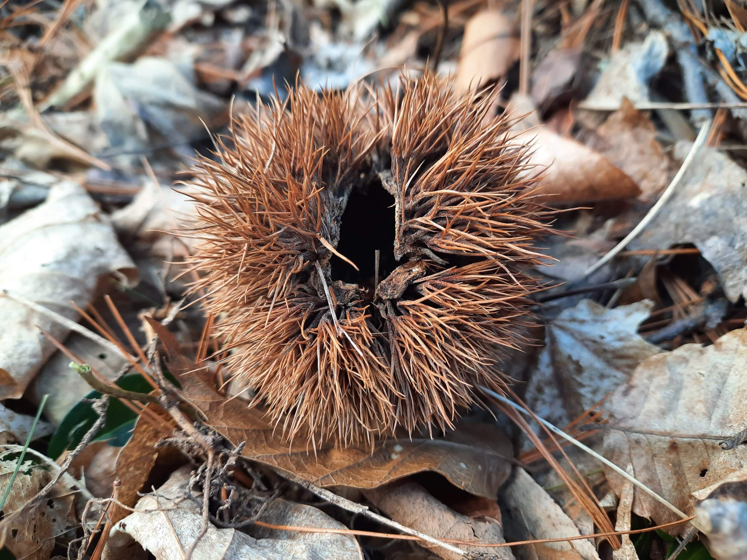 Close up photo of a spiked American Chestnut Husk