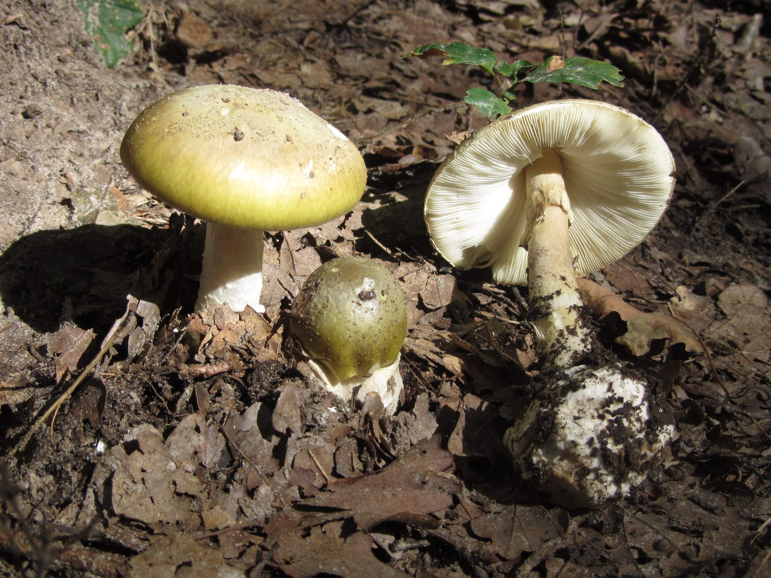 A cluster of deadly Deathcap mushrooms (Amanita phalloides)