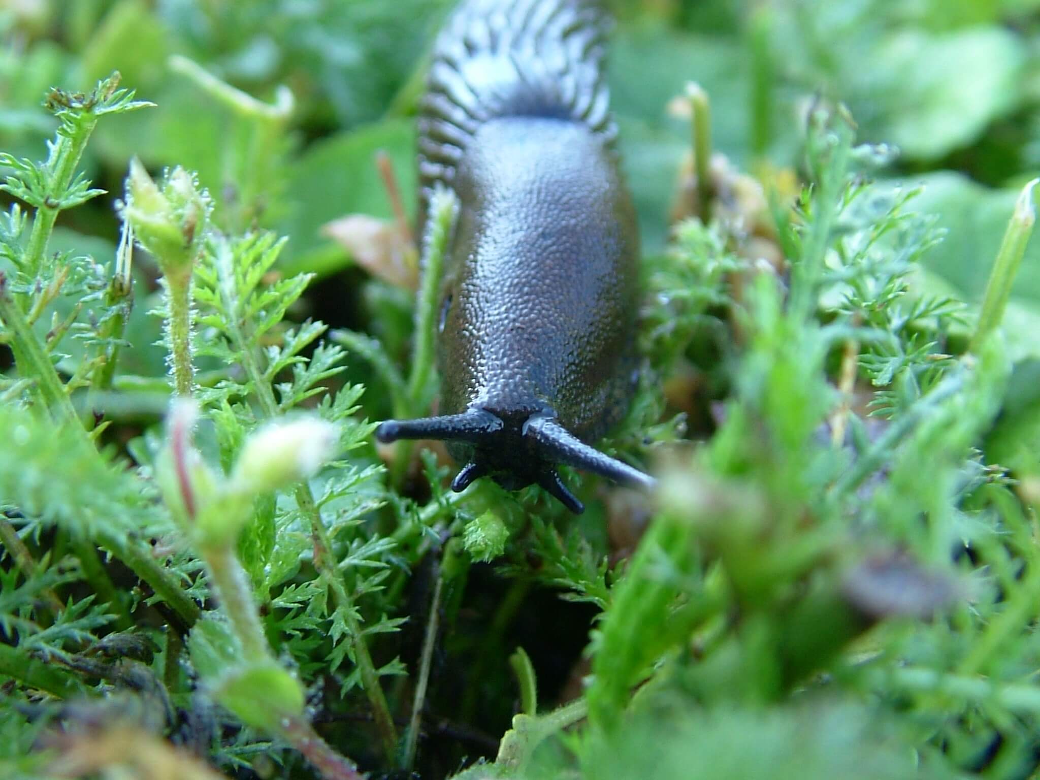 The California Banana Slug