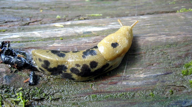 Banana-Slug-Ariolimax-columbianus