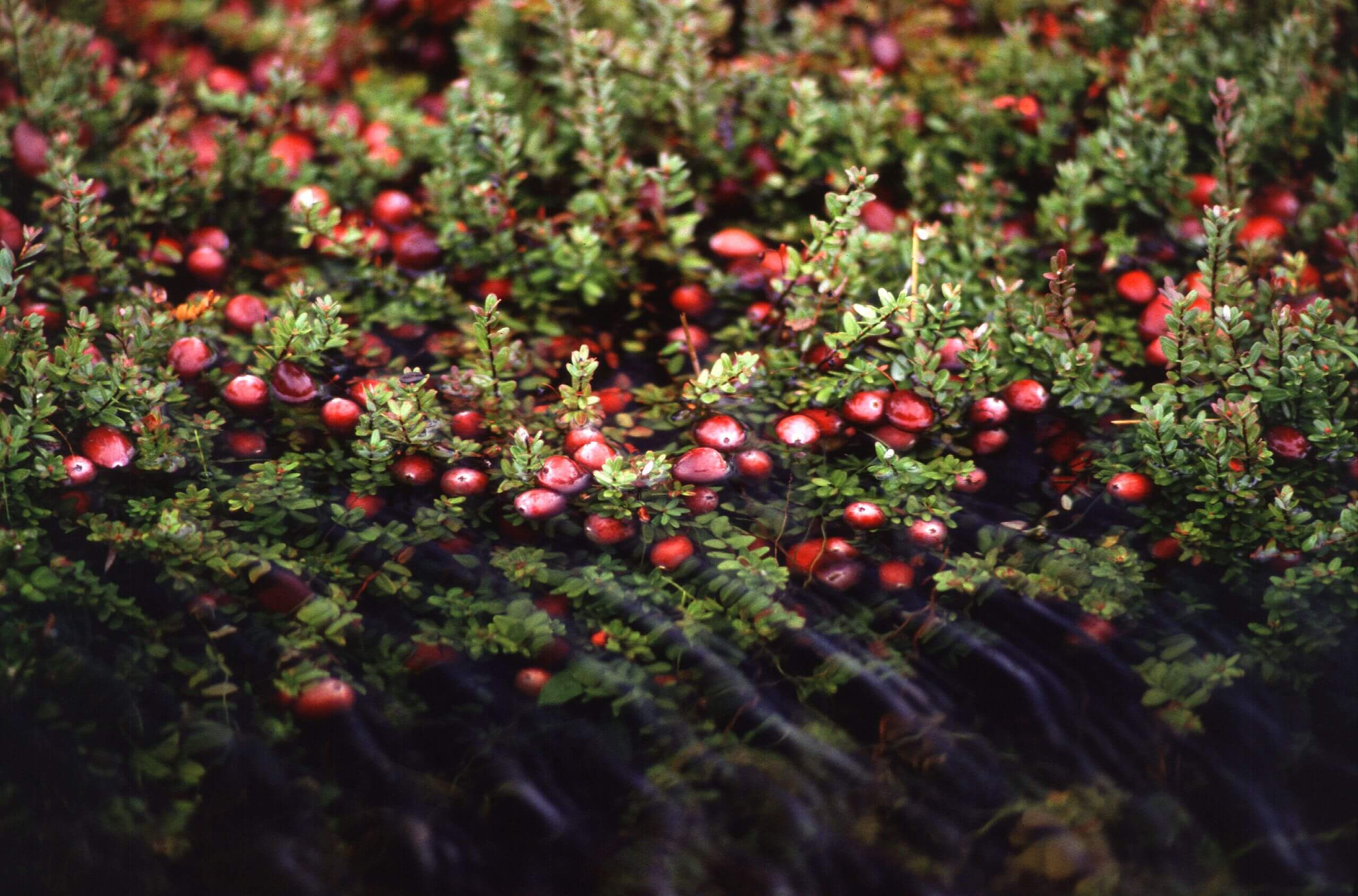 The berries of the American cranberry