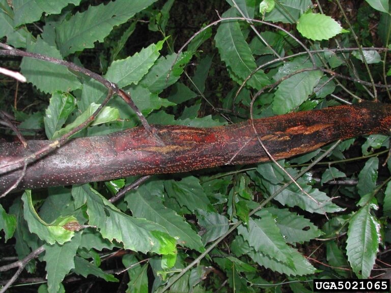 Chestnut Blight on a branch