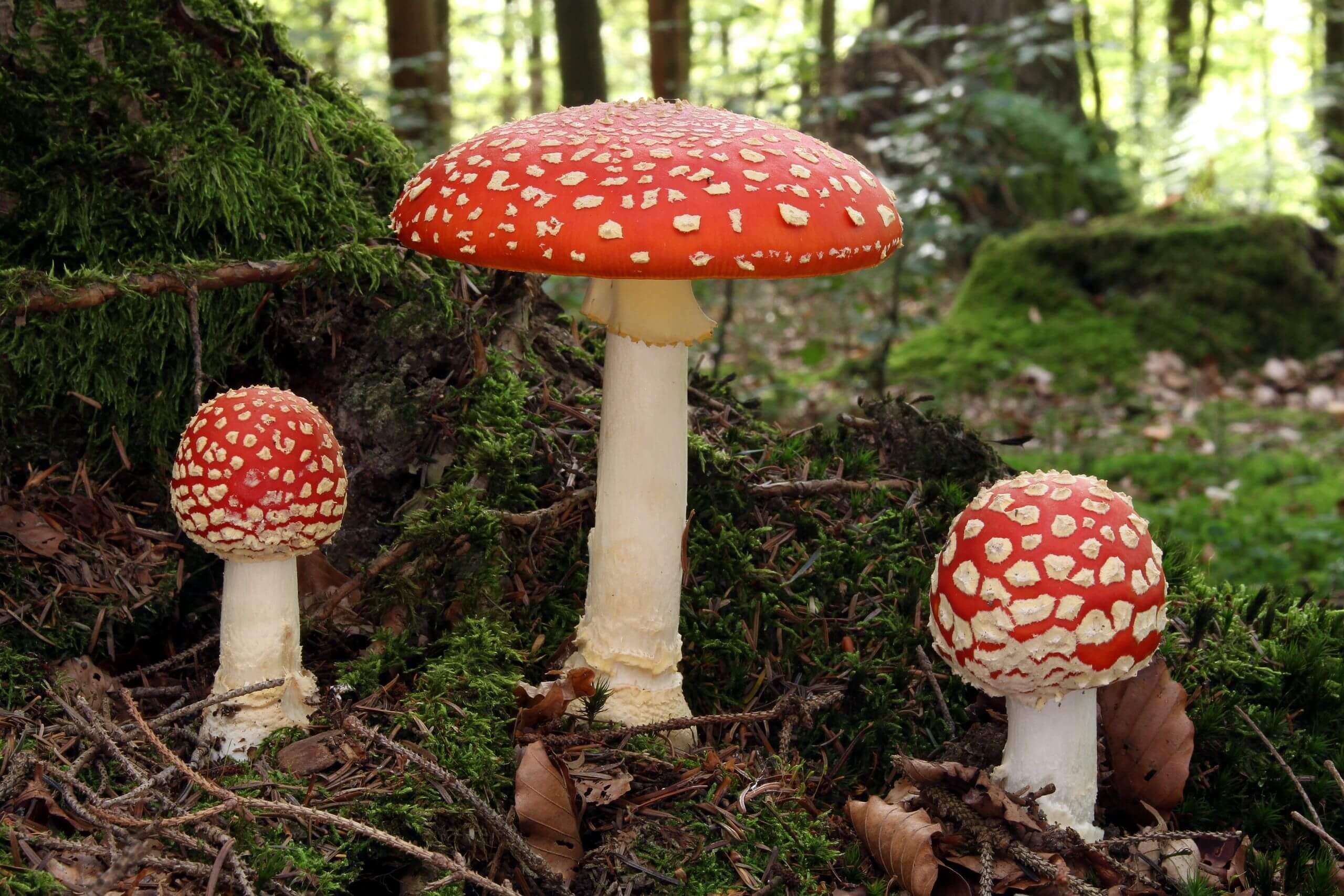 fly agaric mushrooms