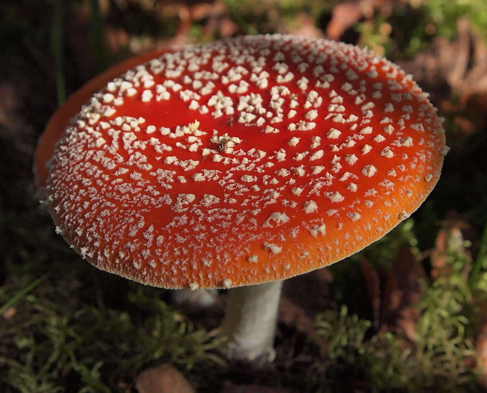 A Fly Agaric mushroom in Korpilahti, Finland