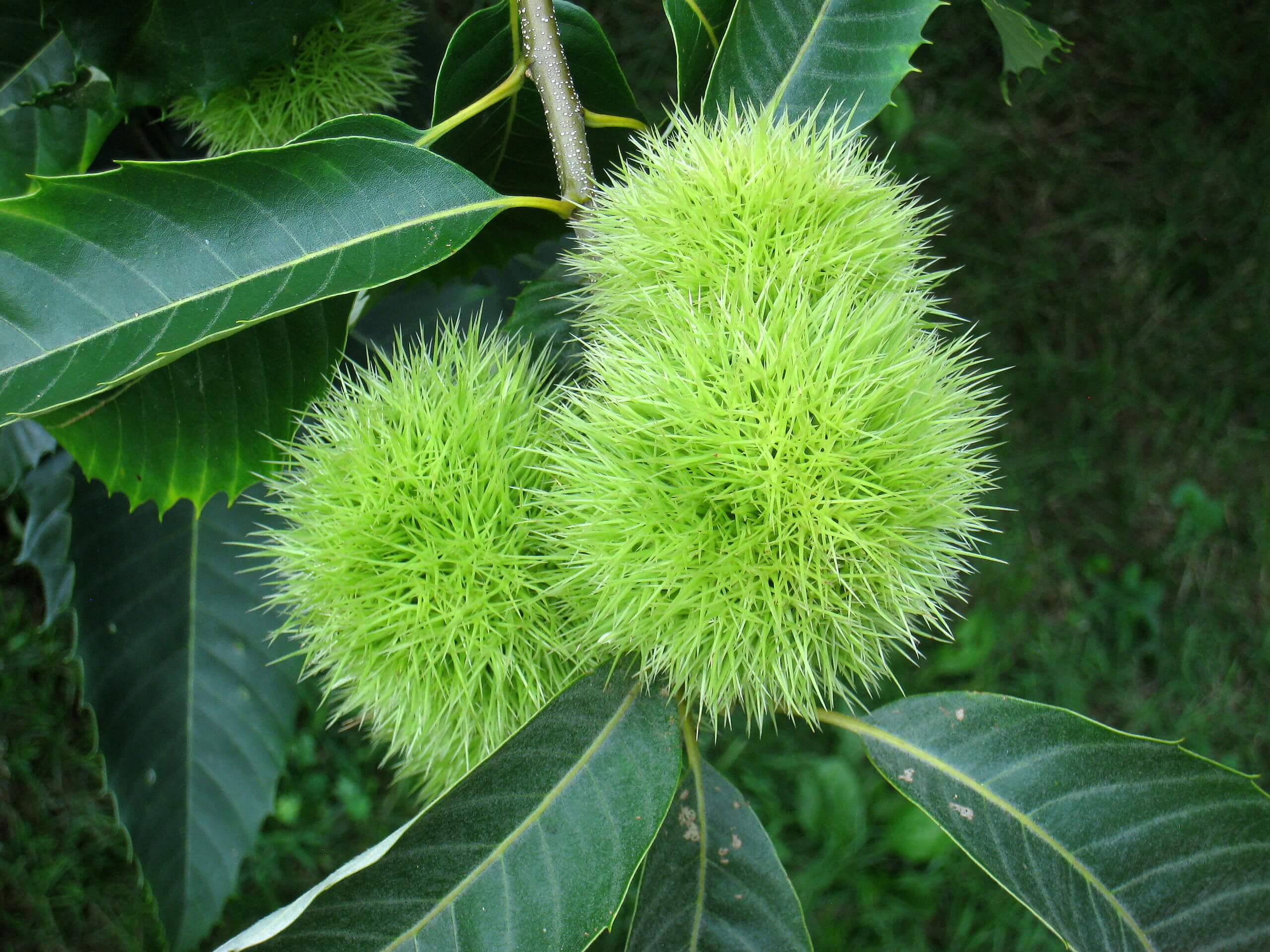 Bright green and spiny American Chestnut Burrs